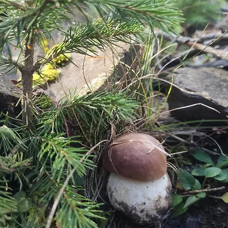 тарниця Apartment *