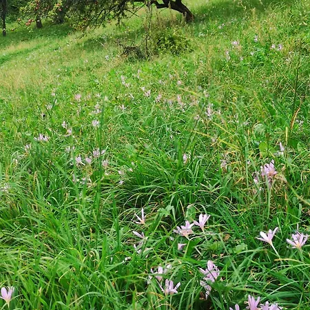 тарниця Apartment Krivorovnya