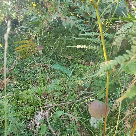 тарниця Apartment *